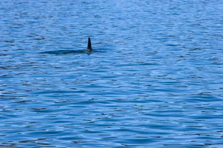 Killer whale in open oceanの写真素材