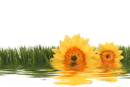 Yellow gerbera daisy flower on green grassの写真素材