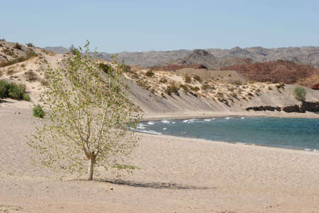Tree on the beachの写真素材