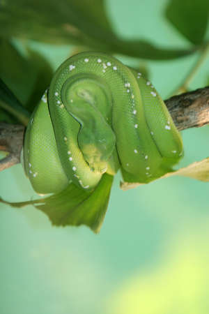 Green tree python curled on a branch