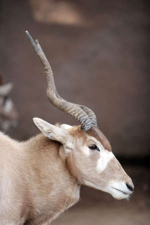 Antelope head shotの写真素材