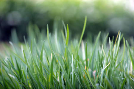 Green grassの写真素材