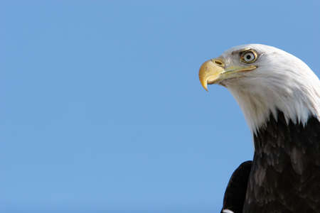 Bald eagle headshot with blue sky copyspace