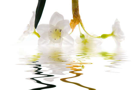 White flowers on white backgroundの写真素材