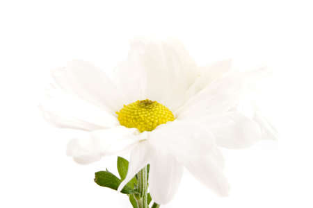 White gerbera daisy on white backgroundの写真素材
