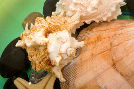 Different seashells in fresh water