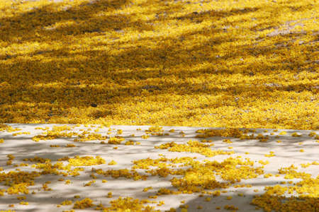 Yellow flowers swept by windの写真素材