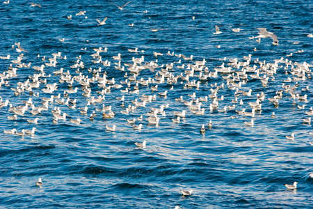 Birds flying away over blue oceanの写真素材