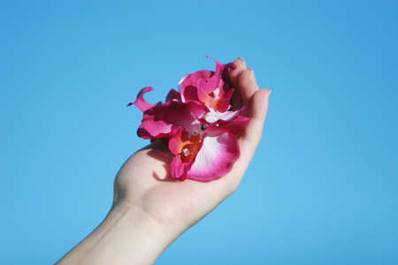 Woman holding a pink orchidの写真素材