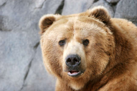 Brown bear headshotの写真素材