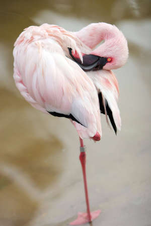Flamingo close upの写真素材
