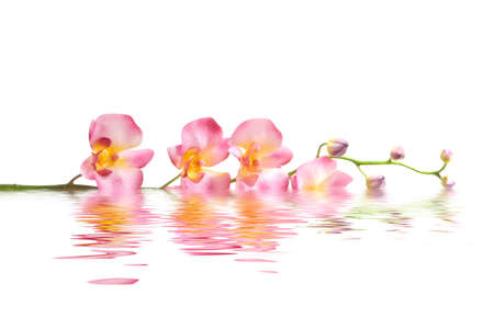 Pink orchid flower in waterの写真素材