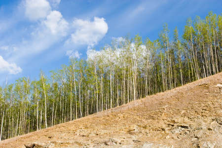 Birch tree forest in Alaska
