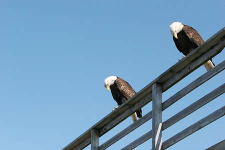 Bald eagle standing on fenceの写真素材
