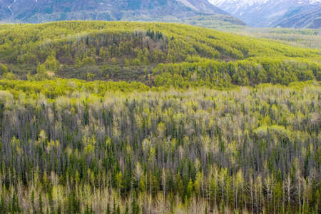 Birch tree forest in Alaskaの写真素材