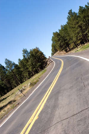 Road goes into pine tree forest
