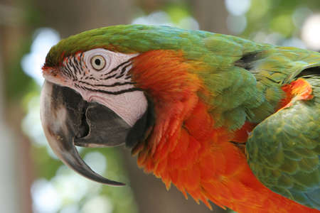 Beautiful vibrant colored parrot