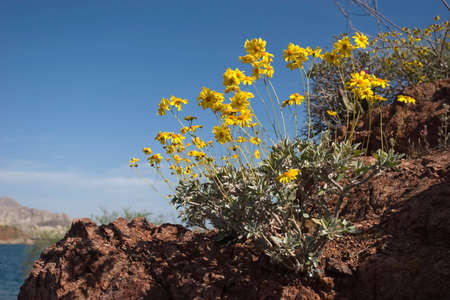 Yellow spring flowers blooming during seasonの写真素材