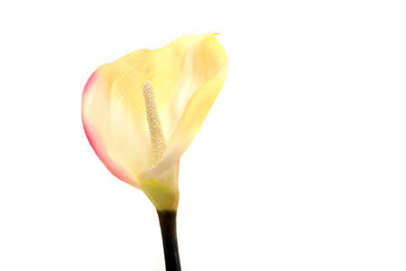 White orchid flower isolated on white backgroundの写真素材