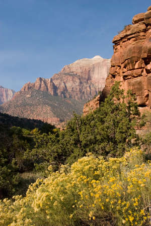 Fall season foliage in Zion National Parkの写真素材