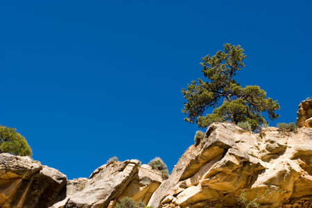 Scenic view of trees on the rocksの写真素材