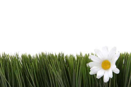 White daisy on green grass