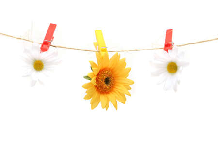 Yellow daisy hanging on rope by clothespinの写真素材