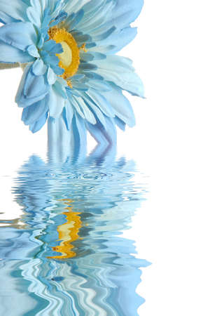 Beautiful blue daisy flower with water reflectionの写真素材