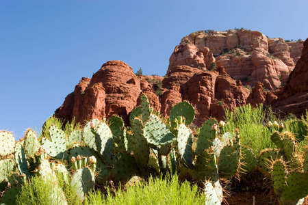 Red Rocks and desert scenery in Sedonaの写真素材