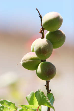 Peaches growing on a treeの写真素材