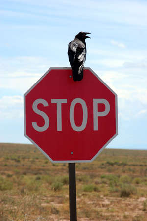 Black crow on a stop signの写真素材