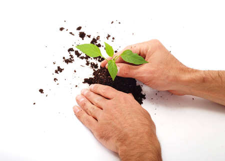 Planting fresh green to save environmentの写真素材