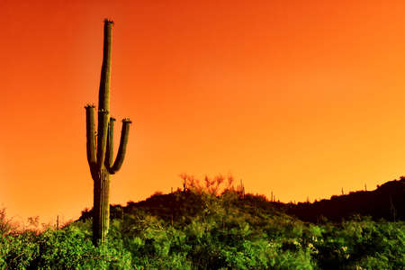 Saguaro cactus in Sonoma Desert Arizonaの写真素材