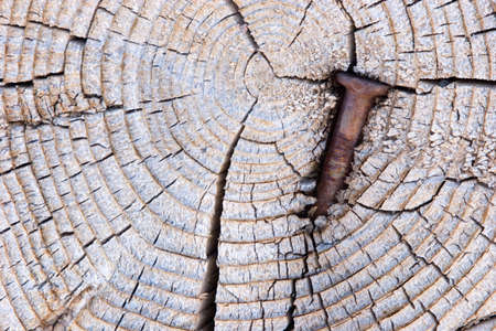 Wood texture closeup as backgroundの写真素材