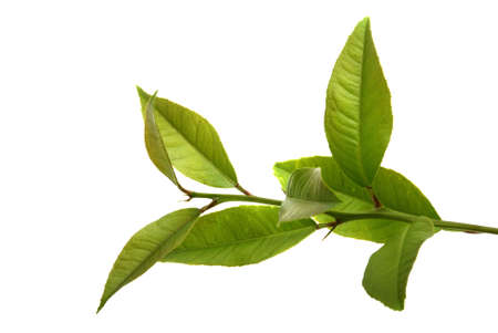 Fresh lemon leaves on isolated white backgroundの写真素材
