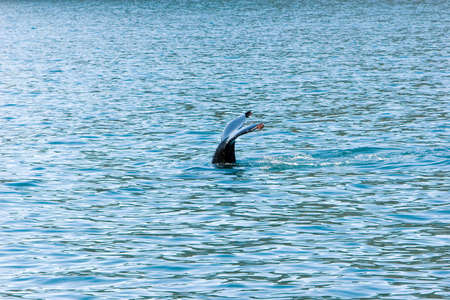 Tail of a humpback whale in the oceanの写真素材