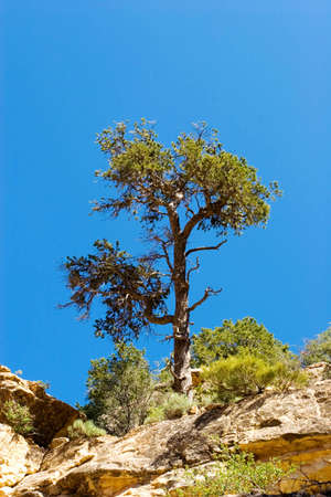 Scenic view of trees on the rocksの写真素材