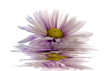 Purple daisy in waterの写真素材