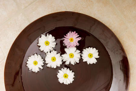 Daisies swimming in a bowl of waterの写真素材