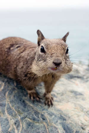 Cute squirrel close upの写真素材