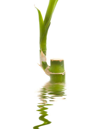 Bamboo plant on isolated white backgroundの写真素材