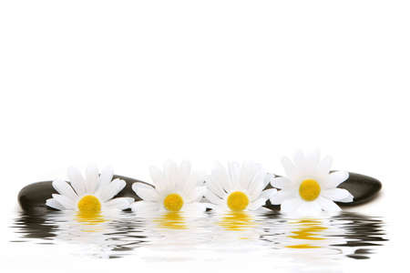 White daisies and stones isolate on white backgroundの写真素材