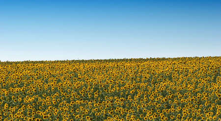 Sunflower field during summer seasonの写真素材