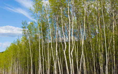 Birch tree forest in Alaskaの写真素材