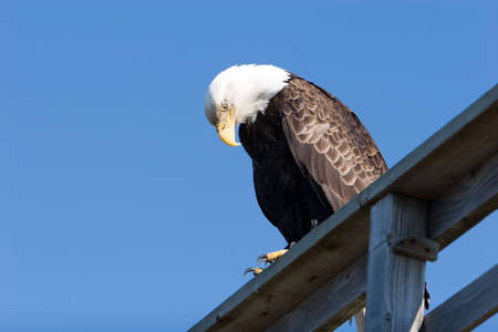 American eagle with blue sky copyspaceの写真素材