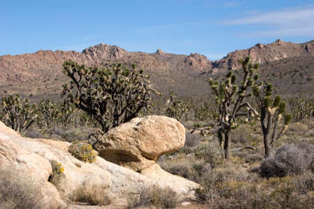 Joshua trees in the Nevada desertの写真素材