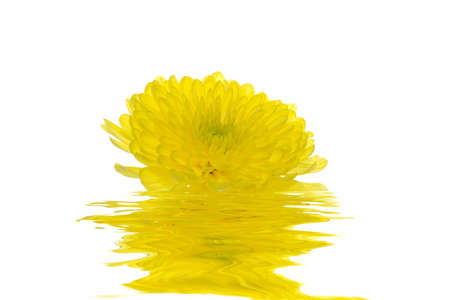 Yellow daisy on white backgroundの写真素材