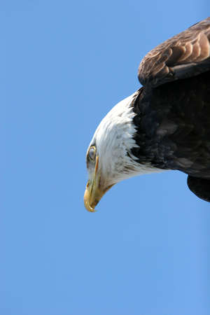 American eagle with blue sky copyspace