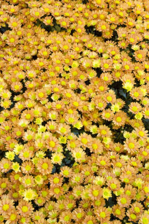 Beautiful crysantemum flowers as background