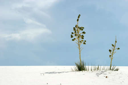 White sand dunes national parkの写真素材